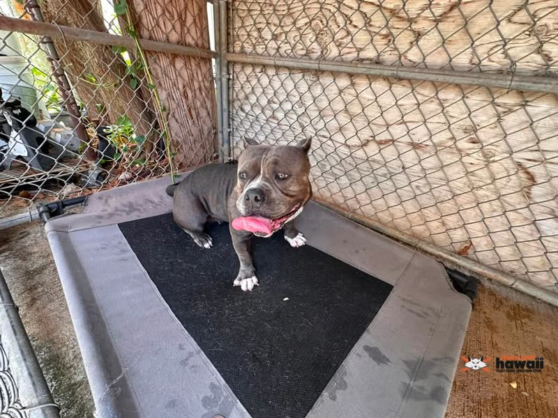 FOUND PET - Waipahu, Oahu | SSH Search