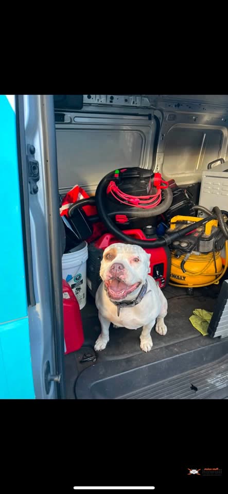 LOST PET - Kupuna Loop, Royal Kunia, Oahu | SSH Search
