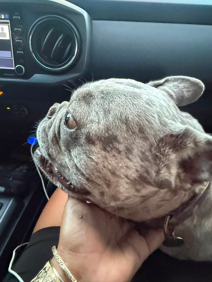 FOUND PET - Farrington Highway, Maili, Oahu | SSH Search