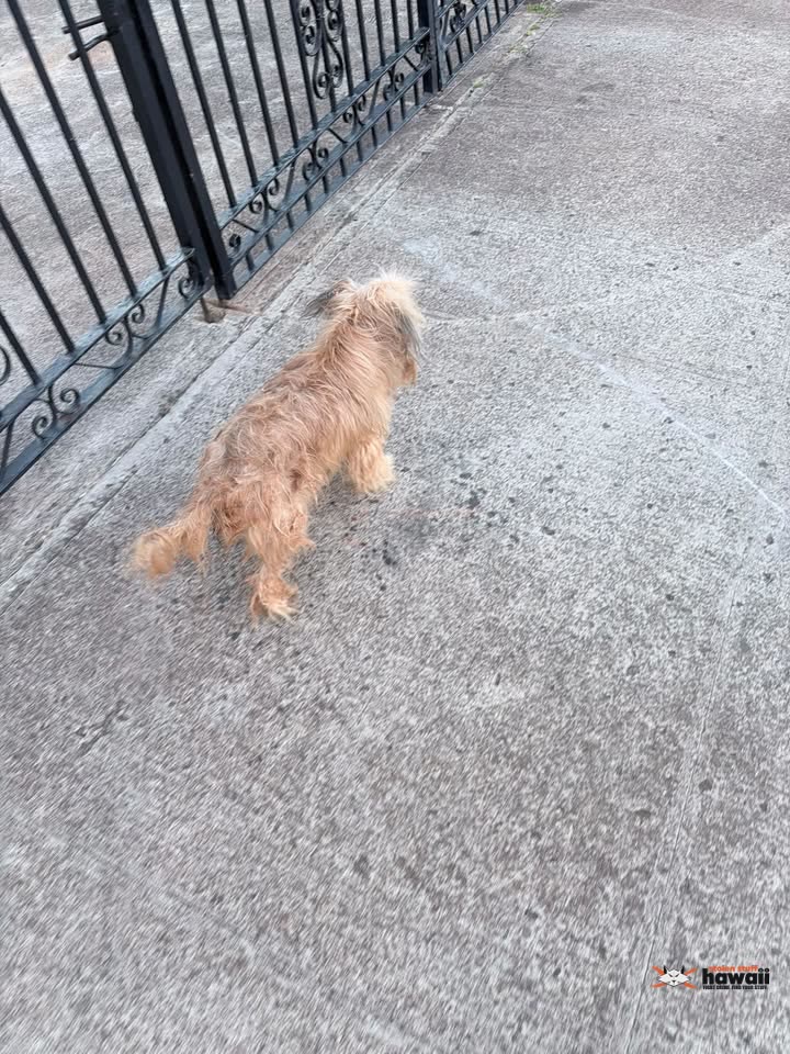 ANIMAL SIGHTING - Mahoe Street and Hinae Street, Waipahu, Oahu | SSH Search