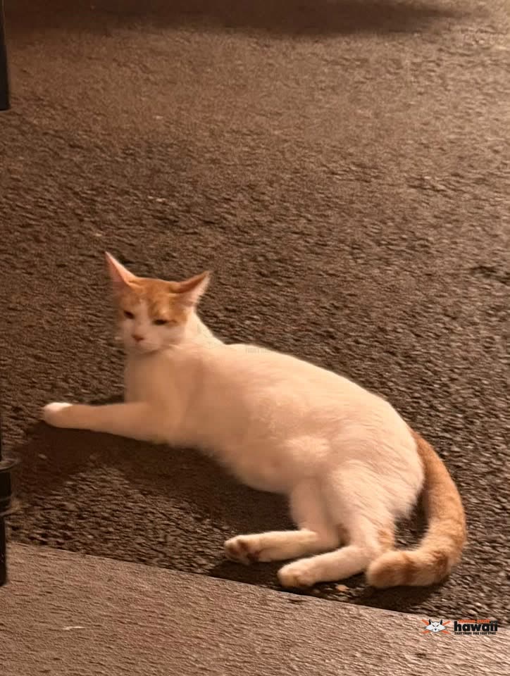 FOUND PET - Manoa, Honolulu, Oahu | SSH Search