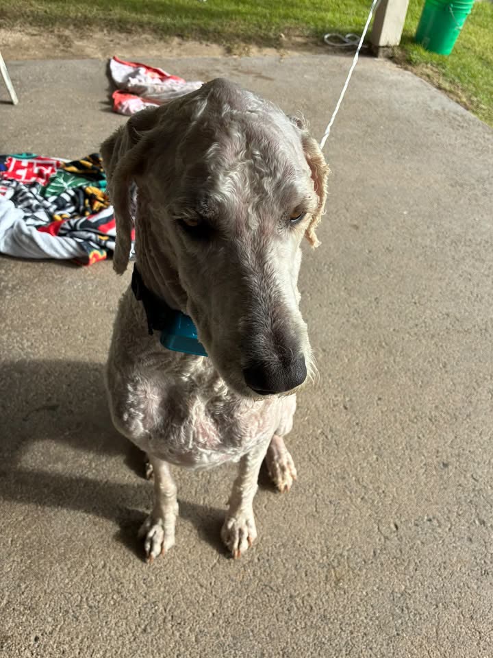 FOUND PET - Laie Beach, Laie, Oahu | SSH Search