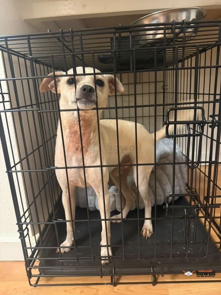 FOUND PET - H2 and Wilikina Drive, Mililani, Oahu | SSH Search