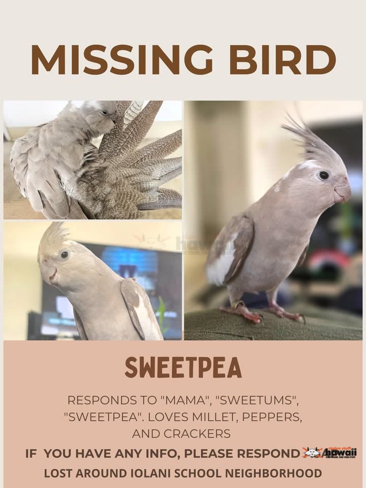 LOST PET - Iolani, Honolulu, Oahu | SSH Search