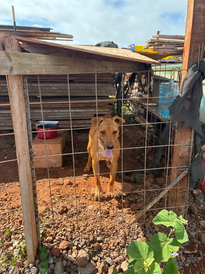 FOUND PET - Waipio, Oahu | SSH Search