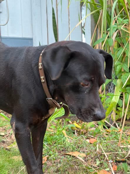 FOUND PET - Mokuleia north shore | SSH Search