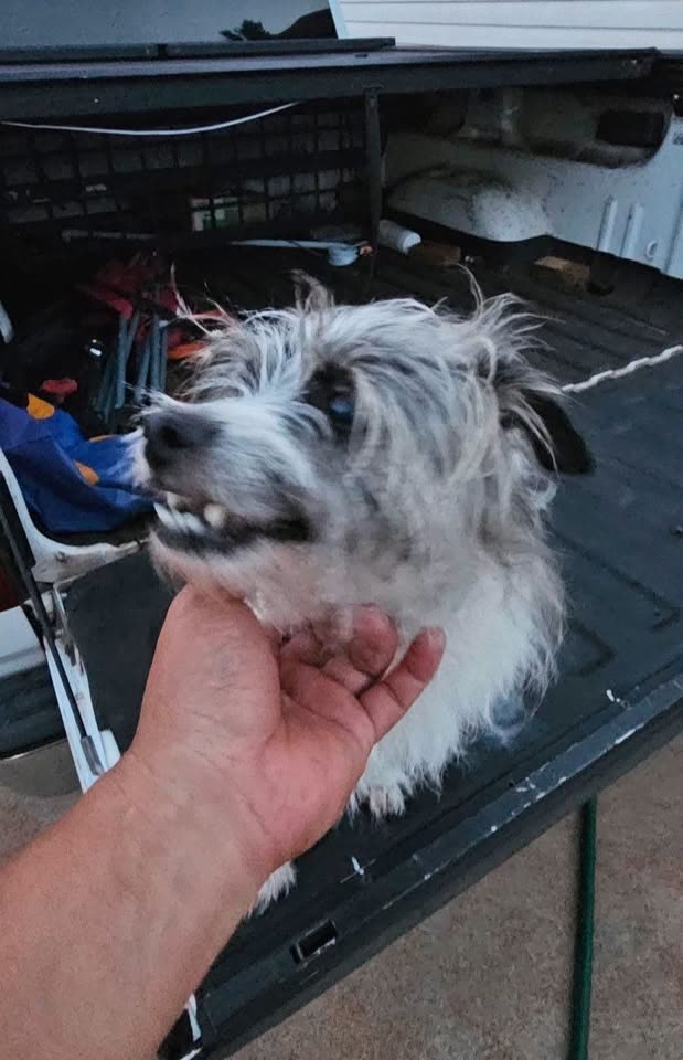 FOUND PET - Unknown | SSH Search