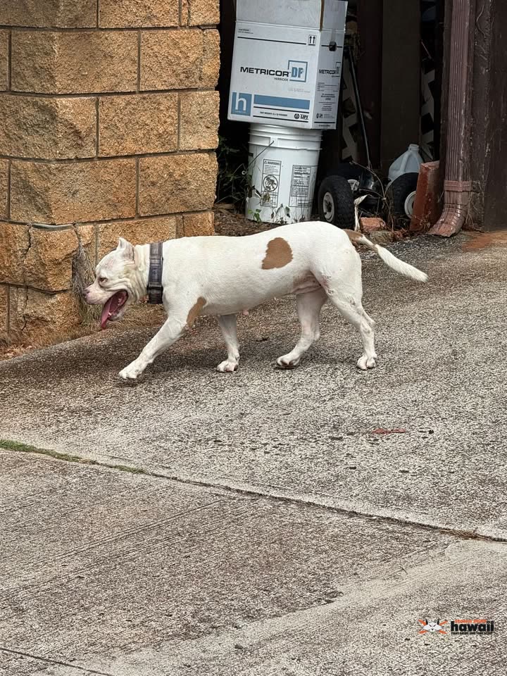 ANIMAL SIGHTING - Kamalo Street near Walmart, Kunia, Oahu | SSH Search