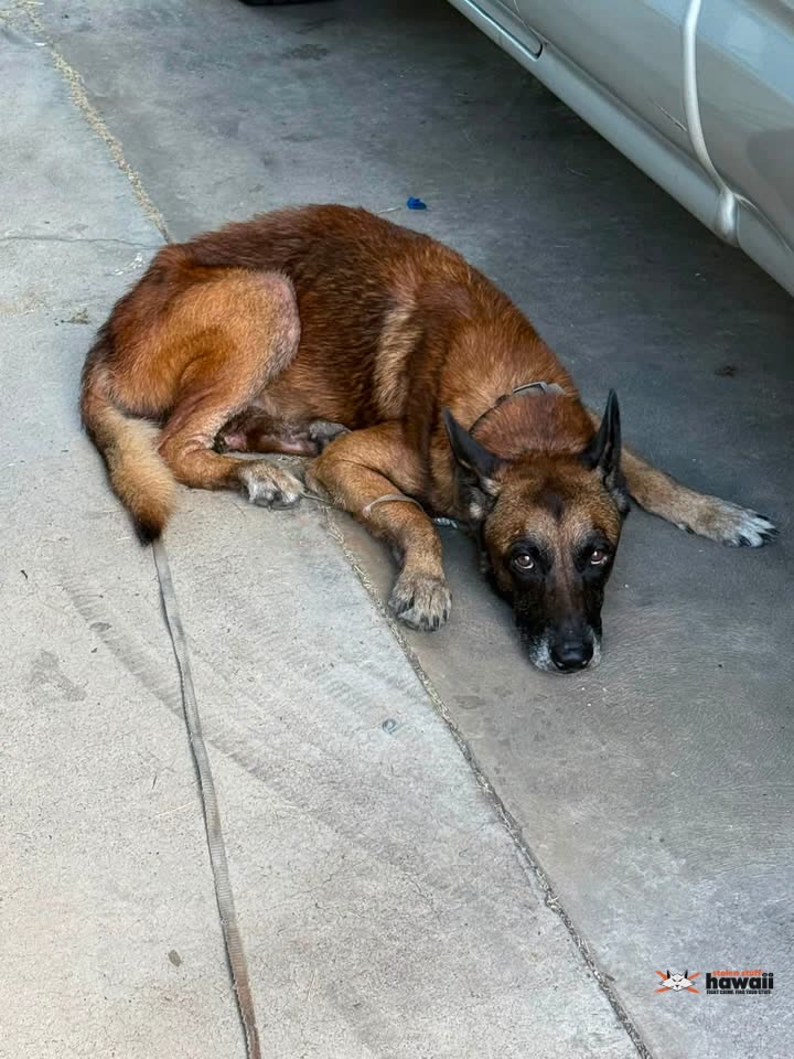 FOUND PET - Kailua, Oahu | SSH Search