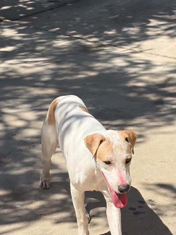 FOUND PET - Waianae, Oahu | SSH Search