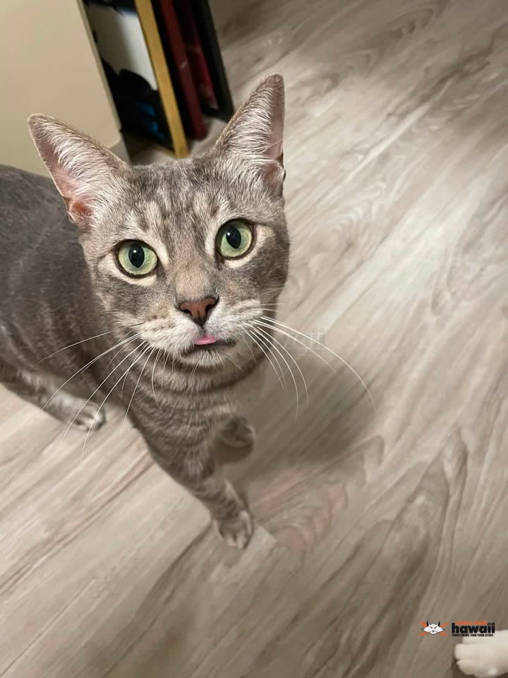 LOST PET - Piikoi Street, Makiki, Honolulu, Oahu | SSH Search