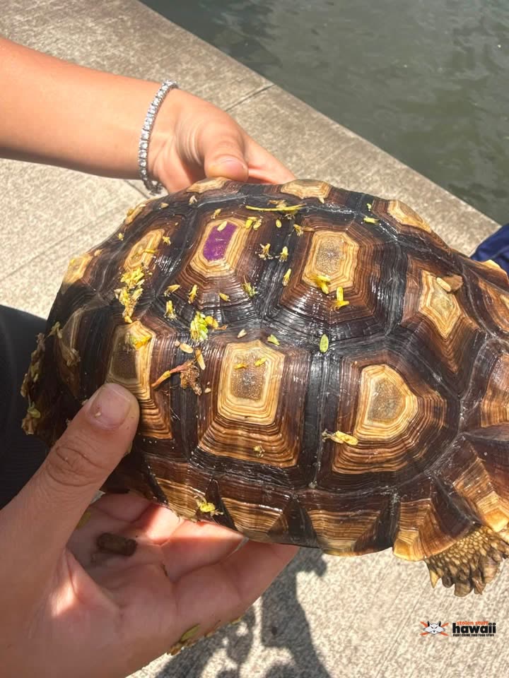 FOUND PET - Ala Wai Canal, Honolulu, Oahu | SSH Search