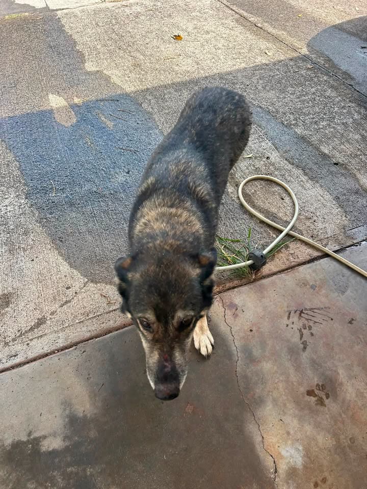 LOST PET - Kupuna Loop, Waipahu, Oahu | SSH Search