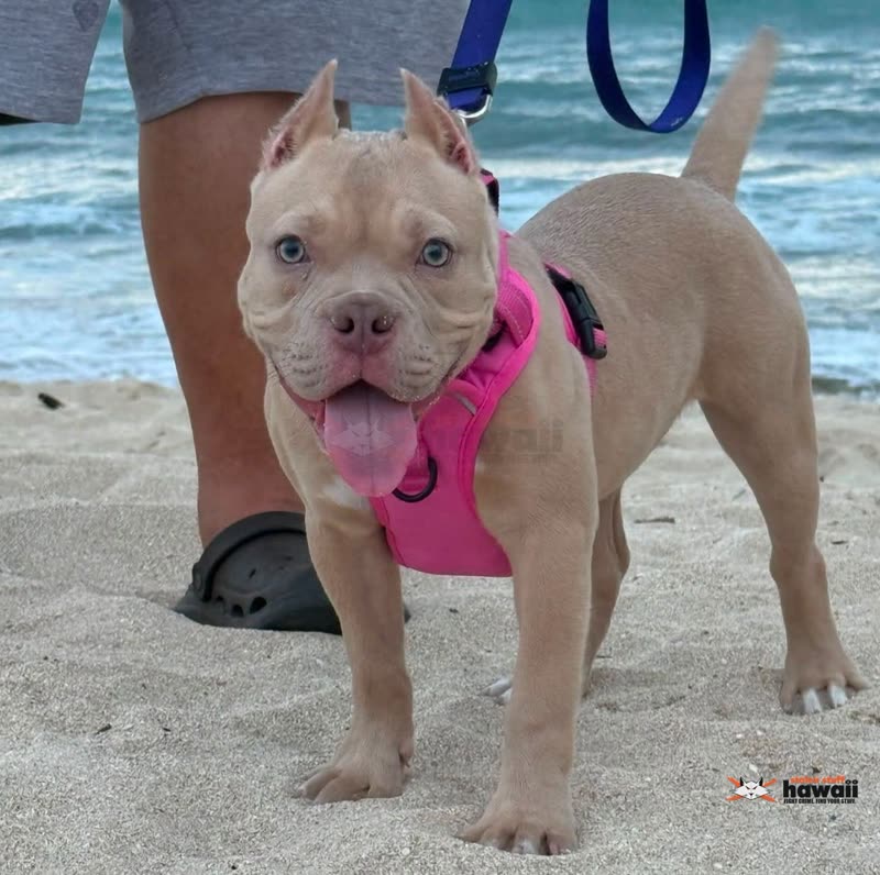 LOST PET - Papipi Road, Ewa Beach, Oahu | SSH Search