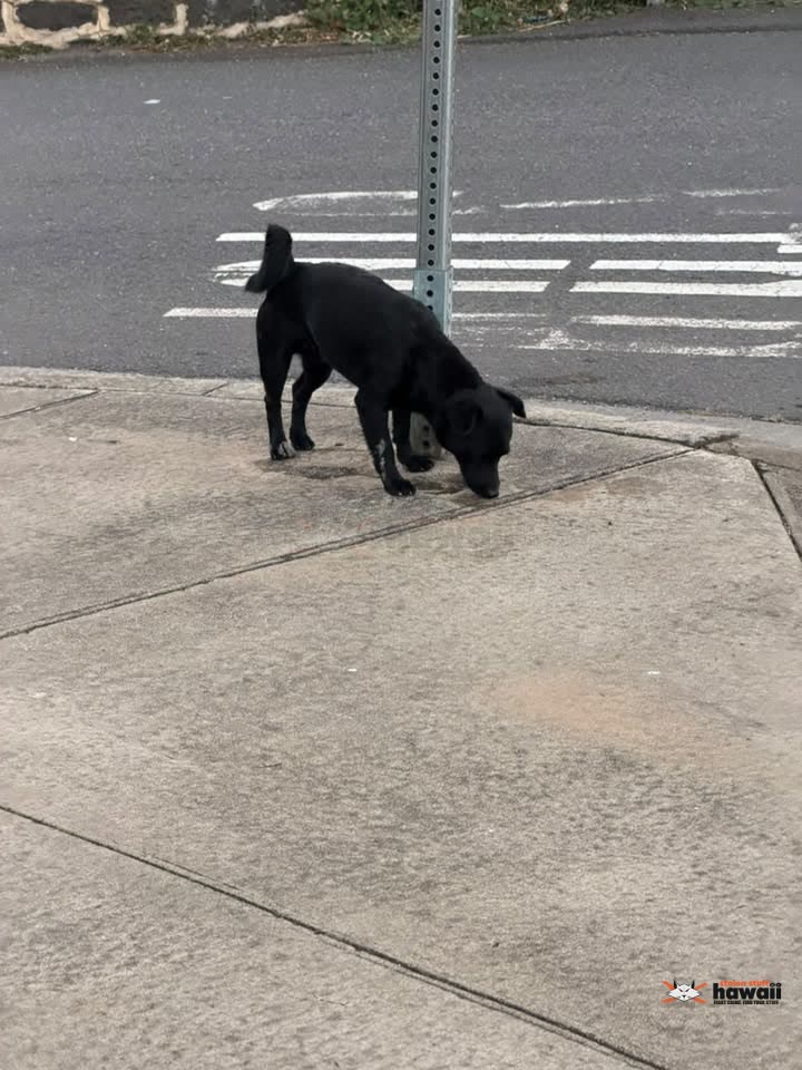 ANIMAL SIGHTING - Richard Lane and Texaco, Kalihi, Honolulu, Oahu | SSH Search