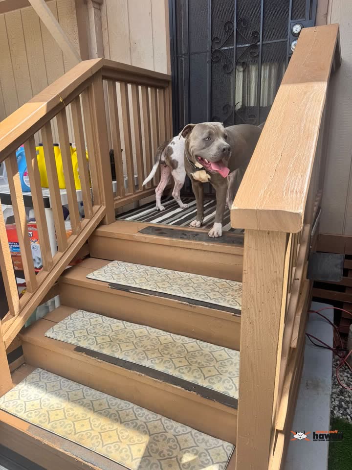 FOUND PET - Ewa, Oahu | SSH Search