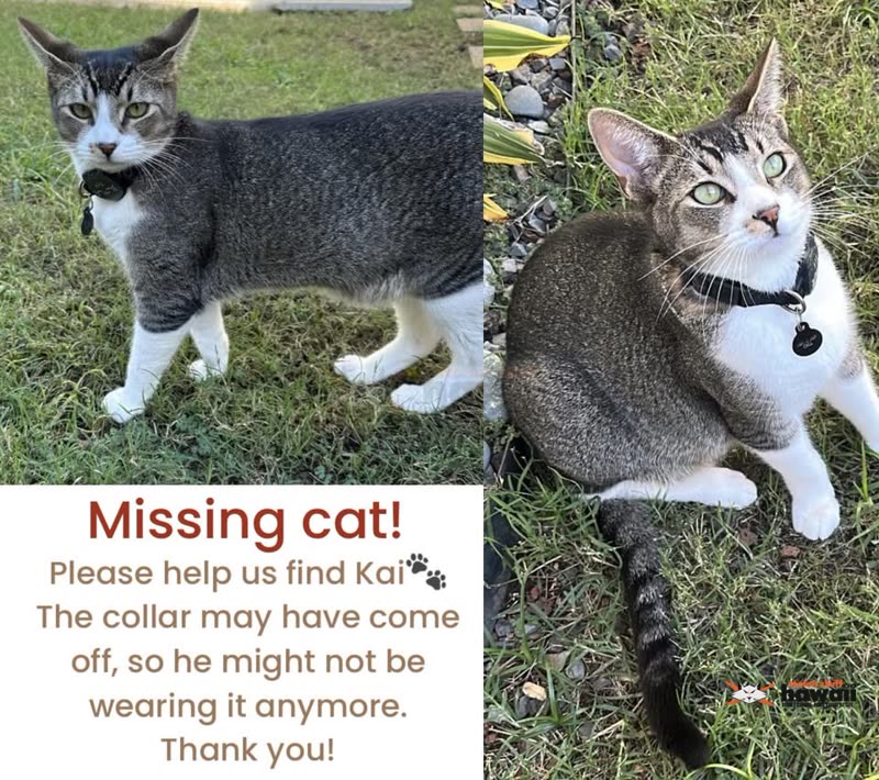 LOST PET - Ewa Beach, Ocean Pointe, Oahu | SSH Search