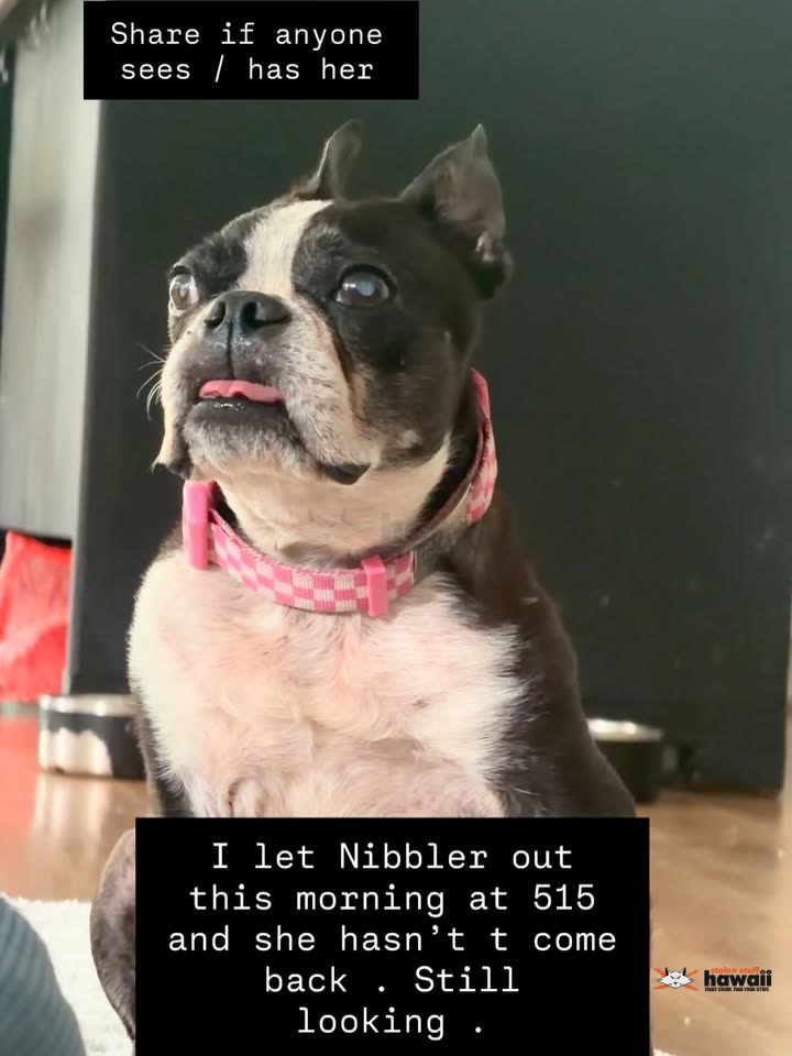 LOST PET - Unknown | SSH Search
