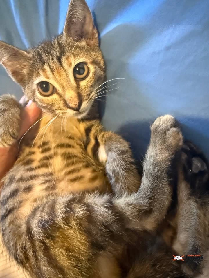 LOST PET - Wilhelmina area, Honolulu, Oahu | SSH Search