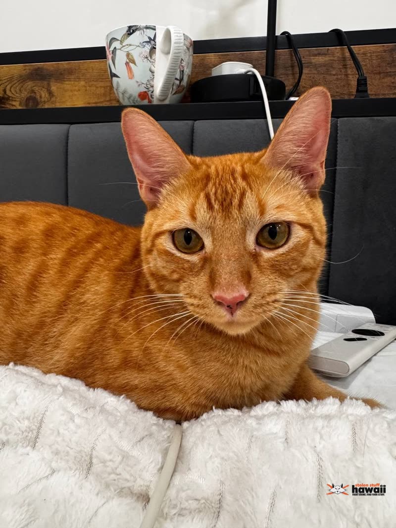 LOST PET - 1807 N School Street, Kalihi, Honolulu, Oahu | SSH Search