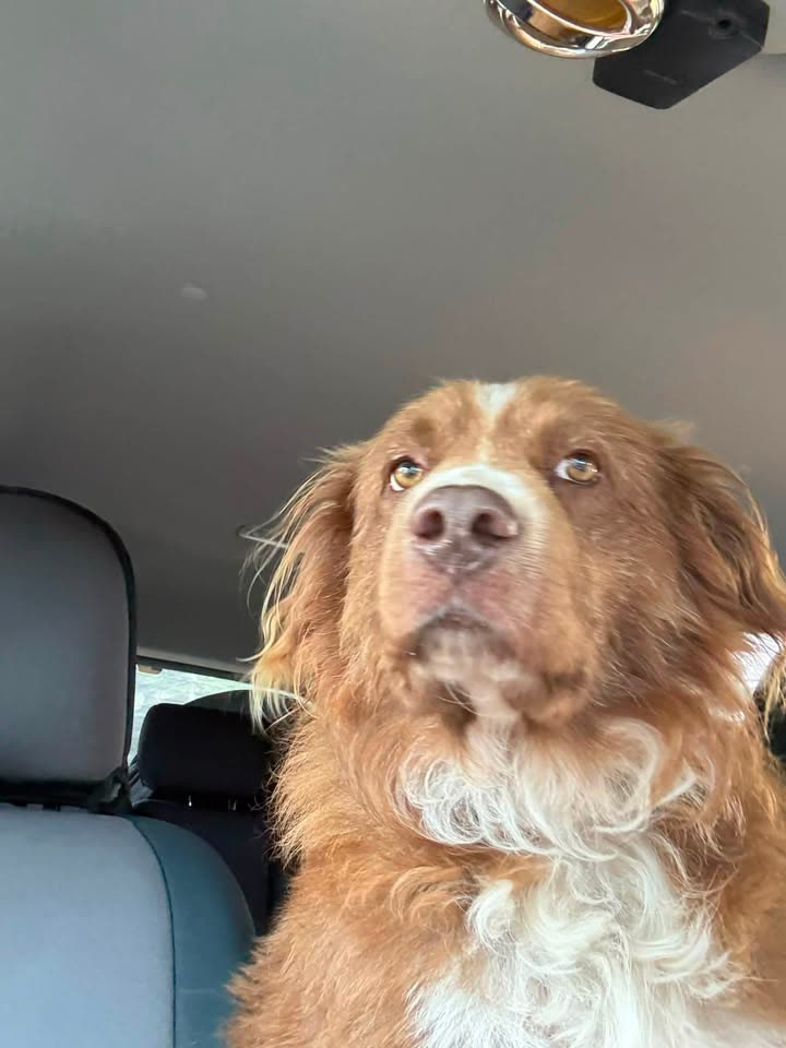 FOUND PET - Mae'Mae School, Oahu | SSH Search