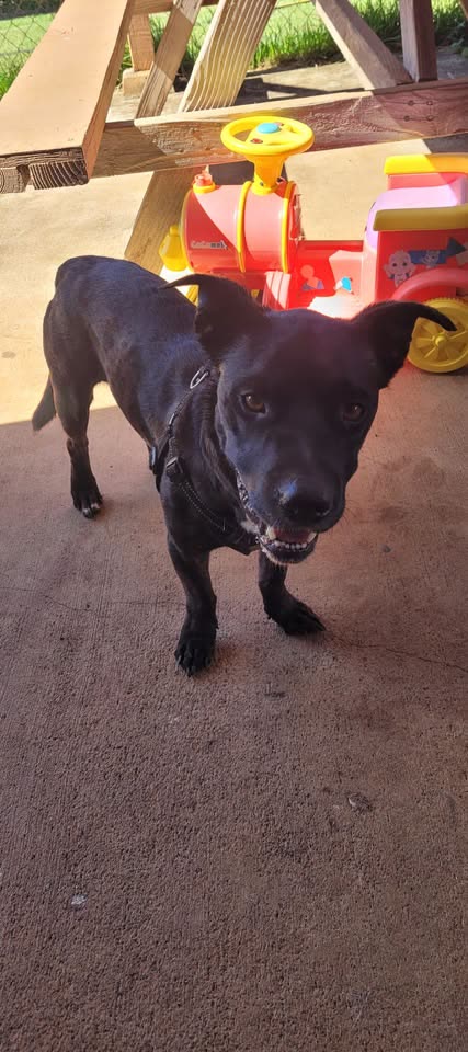 FOUND PET - Pearl City, Oahu | SSH Search