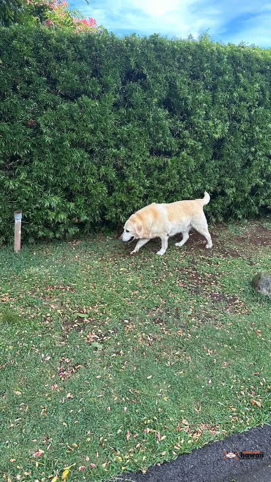 FOUND PET - Wilhelmina Rise and Maunalani Circle, Honolulu, Oahu | SSH Search