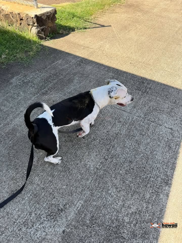 ANIMAL SIGHTING - Mikalemi Street, Aiea, Oahu | SSH Search