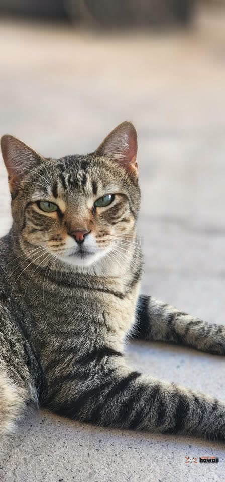 LOST PET - A'eloa Park, Kapolei, Oahu | SSH Search
