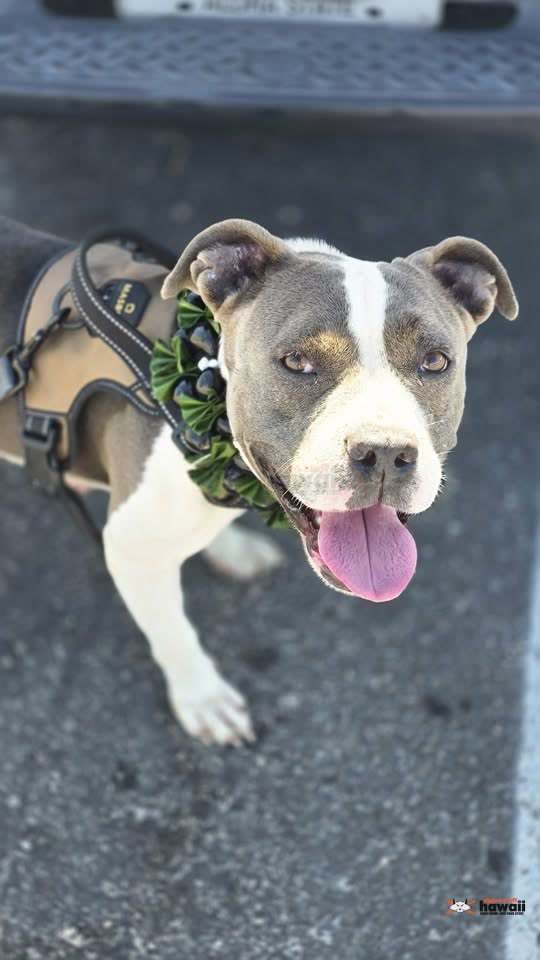 LOST PET - Waianae Boat Harbor, Oahu | SSH Search