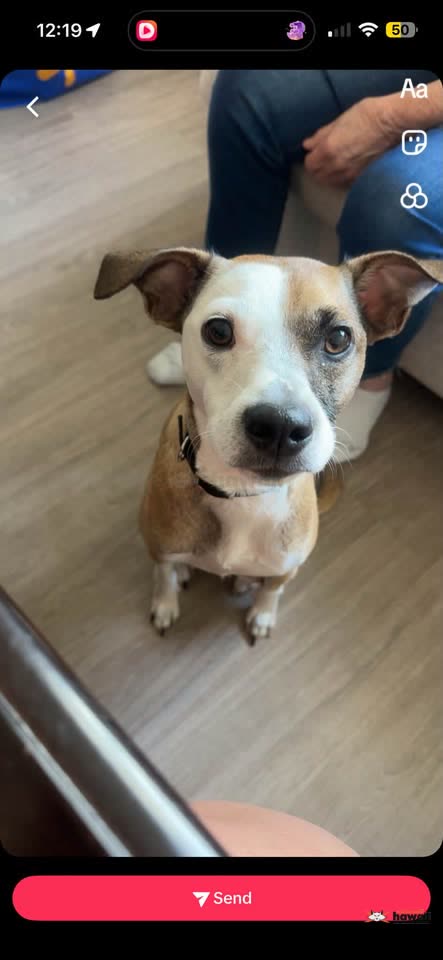 LOST PET - Kapolei, Oahu | SSH Search