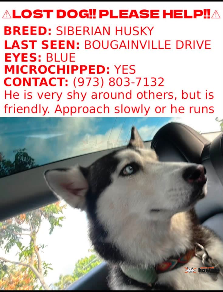 LOST PET - Unknown | SSH Search