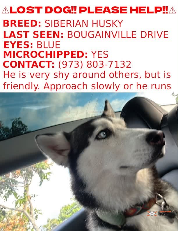 LOST PET - Pearl Harbor NEX and Hale Keiki School, Oahu | SSH Search