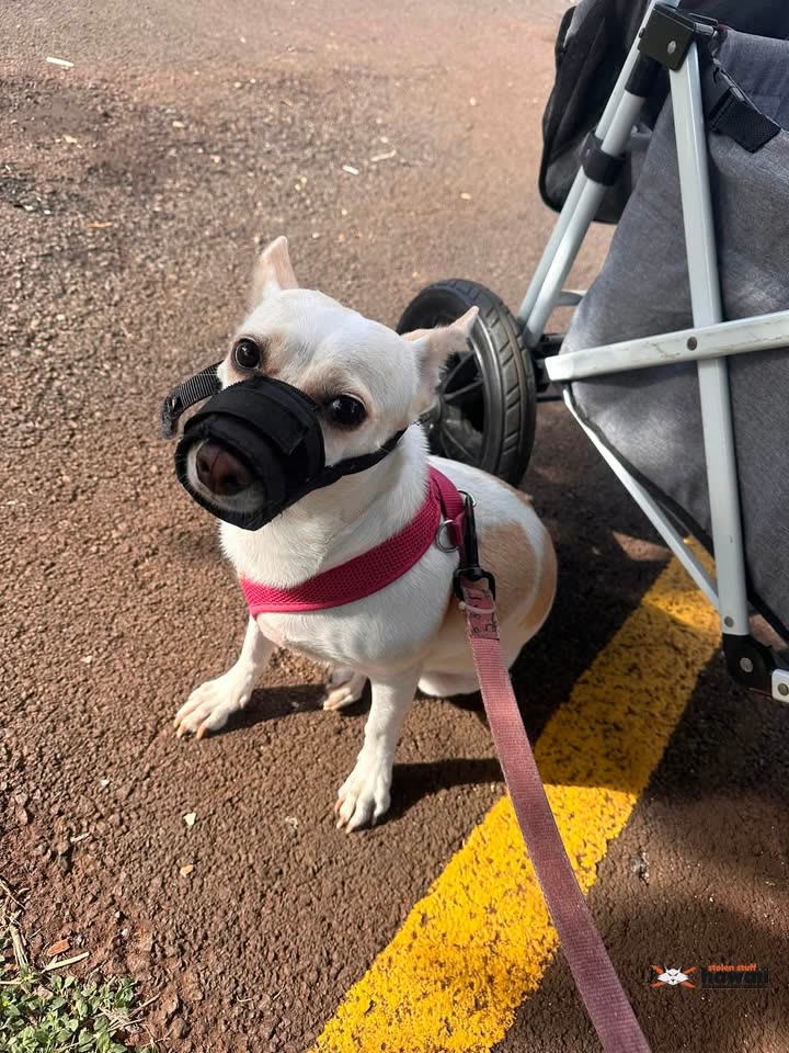 FOUND PET - Waianae, Oahu | SSH Search
