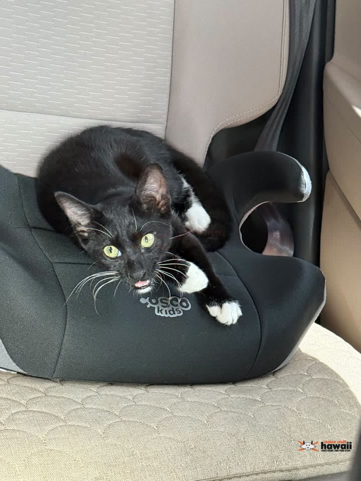 LOST PET - Papakōlea, Honolulu, Oahu | SSH Search