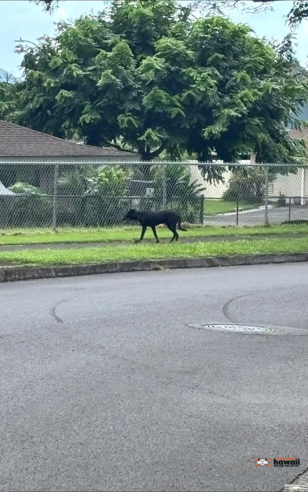 FOUND PET - Haiku Village, Kaneohe, Oahu | SSH Search