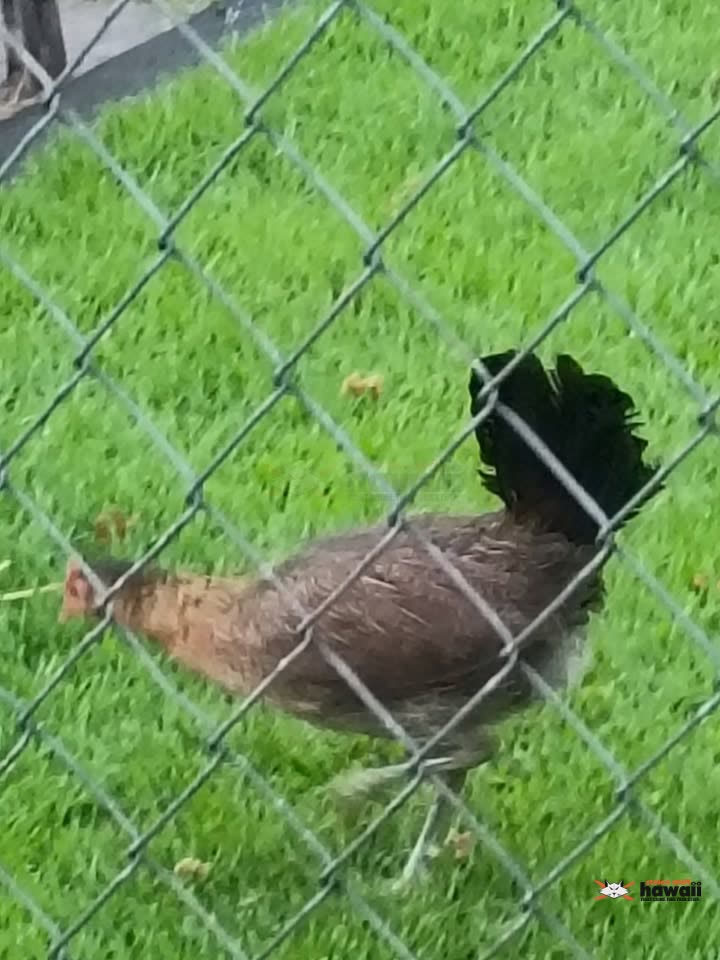 FOUND PET - Kalihi Valley, Honolulu, Oahu | SSH Search