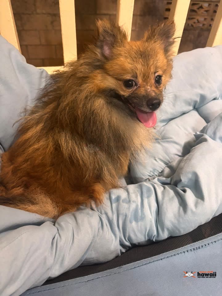 FOUND PET - Nihi Street, Kalihi, Honolulu, Oahu | SSH Search