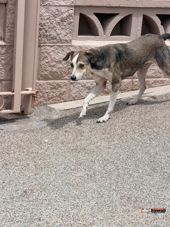 FOUND PET - Hoomakoa Street, Honolulu, Oahu | SSH Search