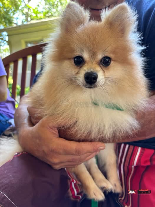 FOUND PET - Unknown | SSH Search