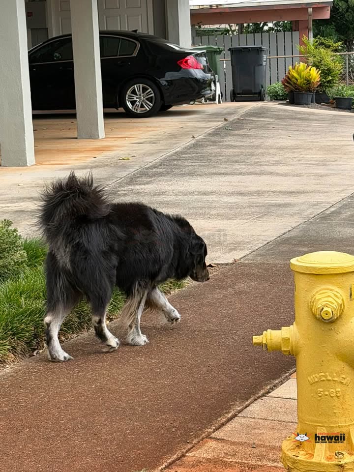 FOUND PET - Kāwelokā Street, Mānana, Honolulu, Oahu | SSH Search