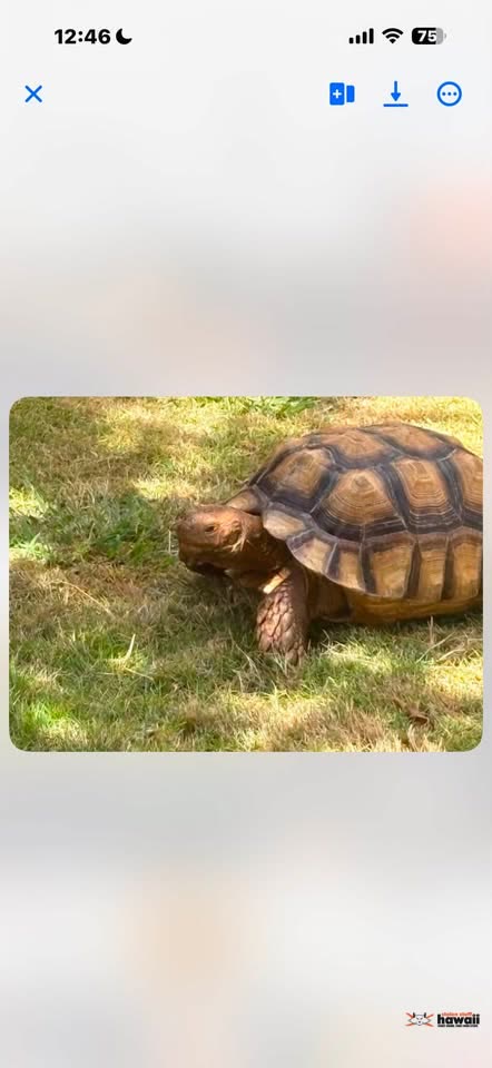 LOST PET - Hanawai Circle, Waipahu, Oahu | SSH Search