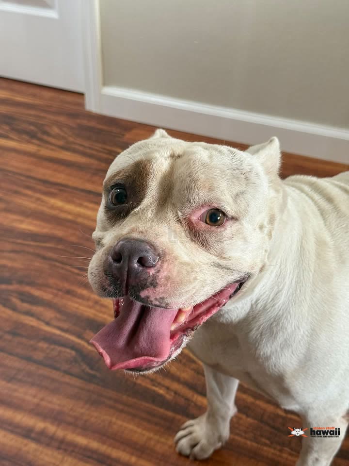 FOUND PET - Royal Kunia, Honolulu, Oahu | SSH Search