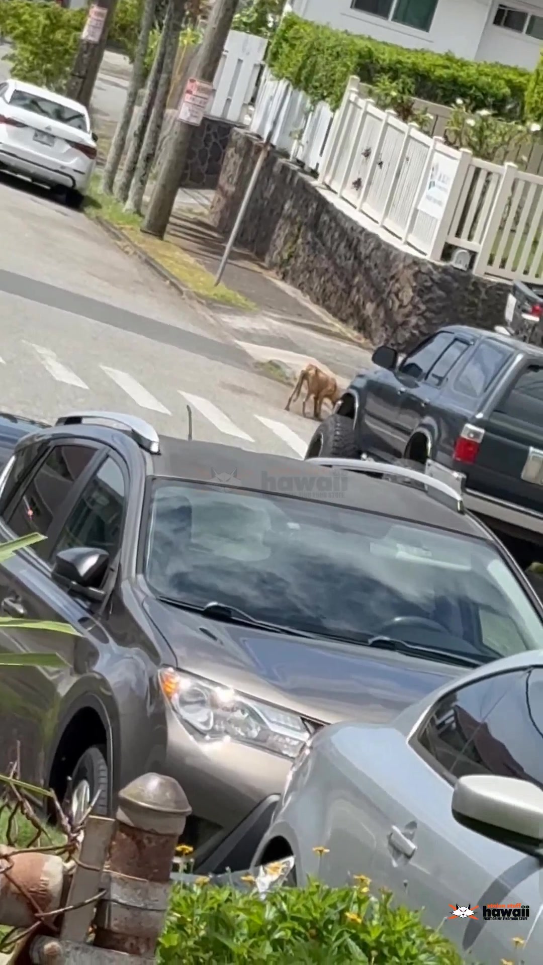 ANIMAL SIGHTING - Unknown | SSH Search