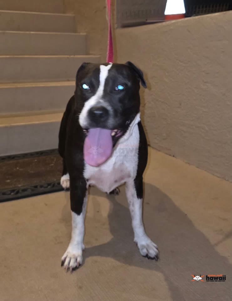 FOUND PET - Royal Summit, Aiea, Oahu | SSH Search