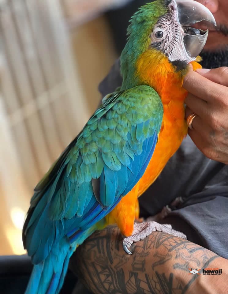 LOST PET - Helemano, Oahu | SSH Search
