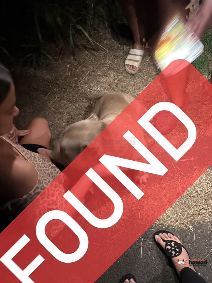 FOUND PET - Unknown | SSH Search