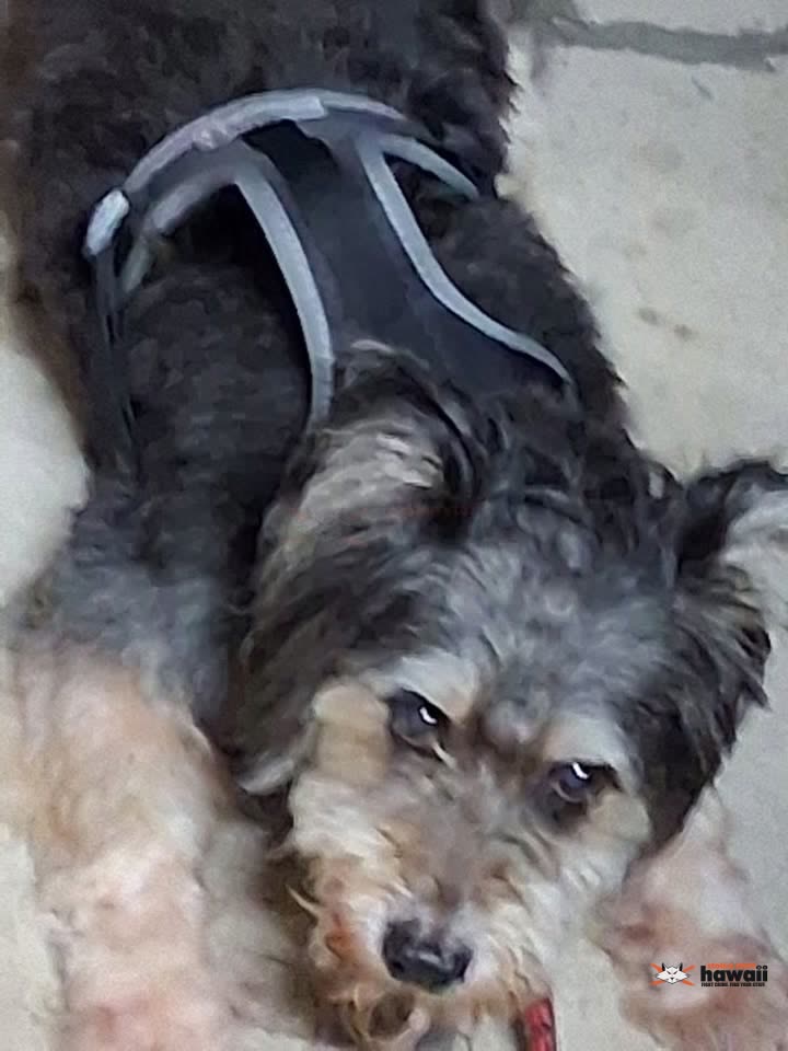 LOST PET - Kalihi, Honolulu, Oahu | SSH Search