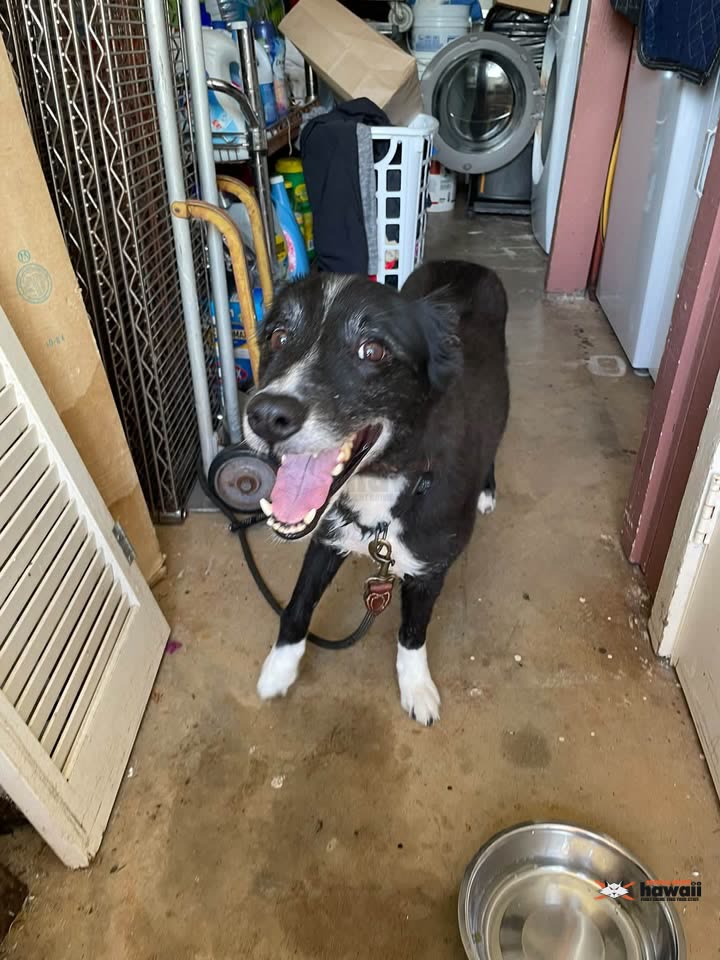 FOUND PET - Hawaii Kai, Honolulu, Oahu | SSH Search