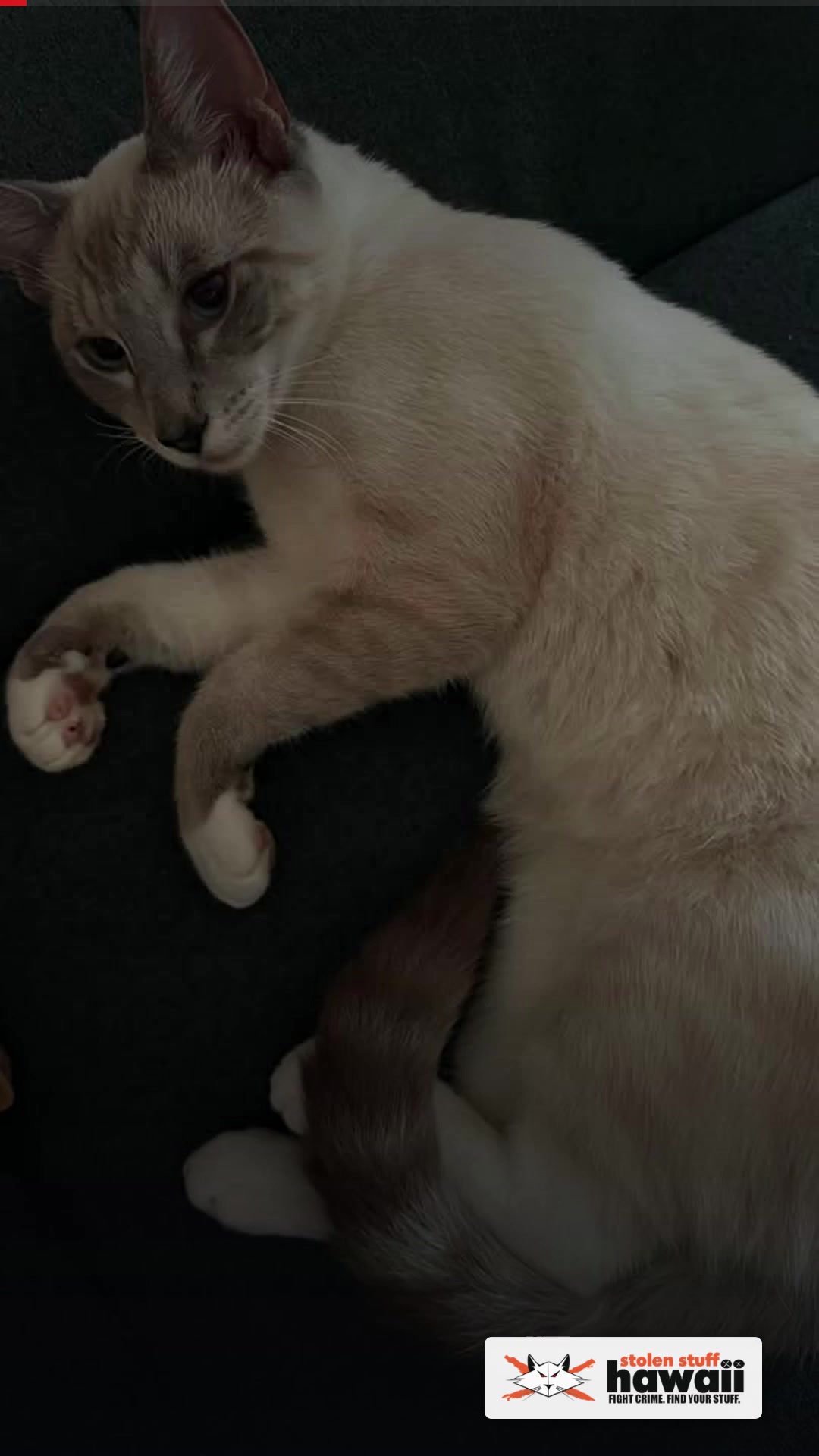 LOST PET - 1542 Keeaumoku Street / 1340 Kaihee Street, Honolulu, Oahu | SSH Search